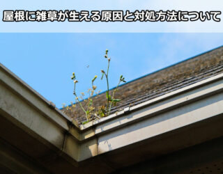 屋根に雑草が生える原因と対処方法について