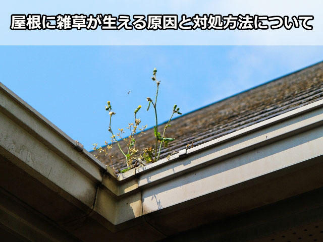 屋根に雑草が生える原因と対処方法について